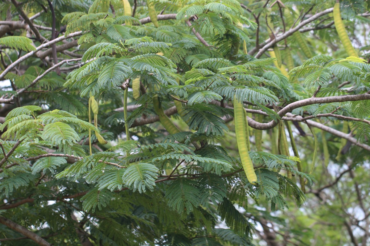 Delonix regia (Bojer ex Hook.) Raf.